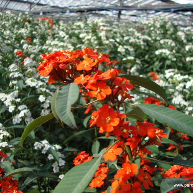 Euphorbia Fulgens