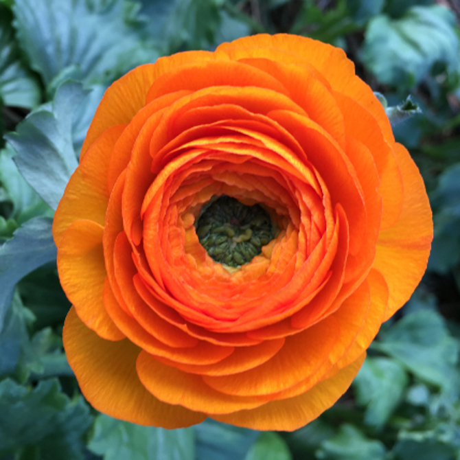 Ranunculus