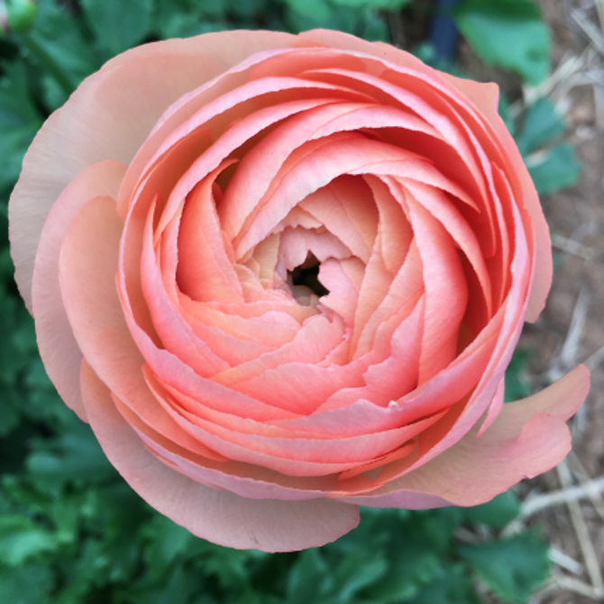 Ranunculus