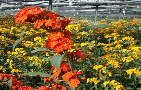 Euphorbia
                  Fulgens