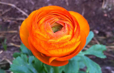 Ranunculus